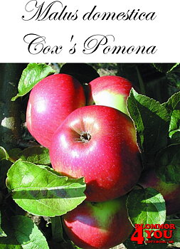 Äpple M.dom Coxs Pomona (cert) A2    Stam 2-års A-kv Co/Pack Co