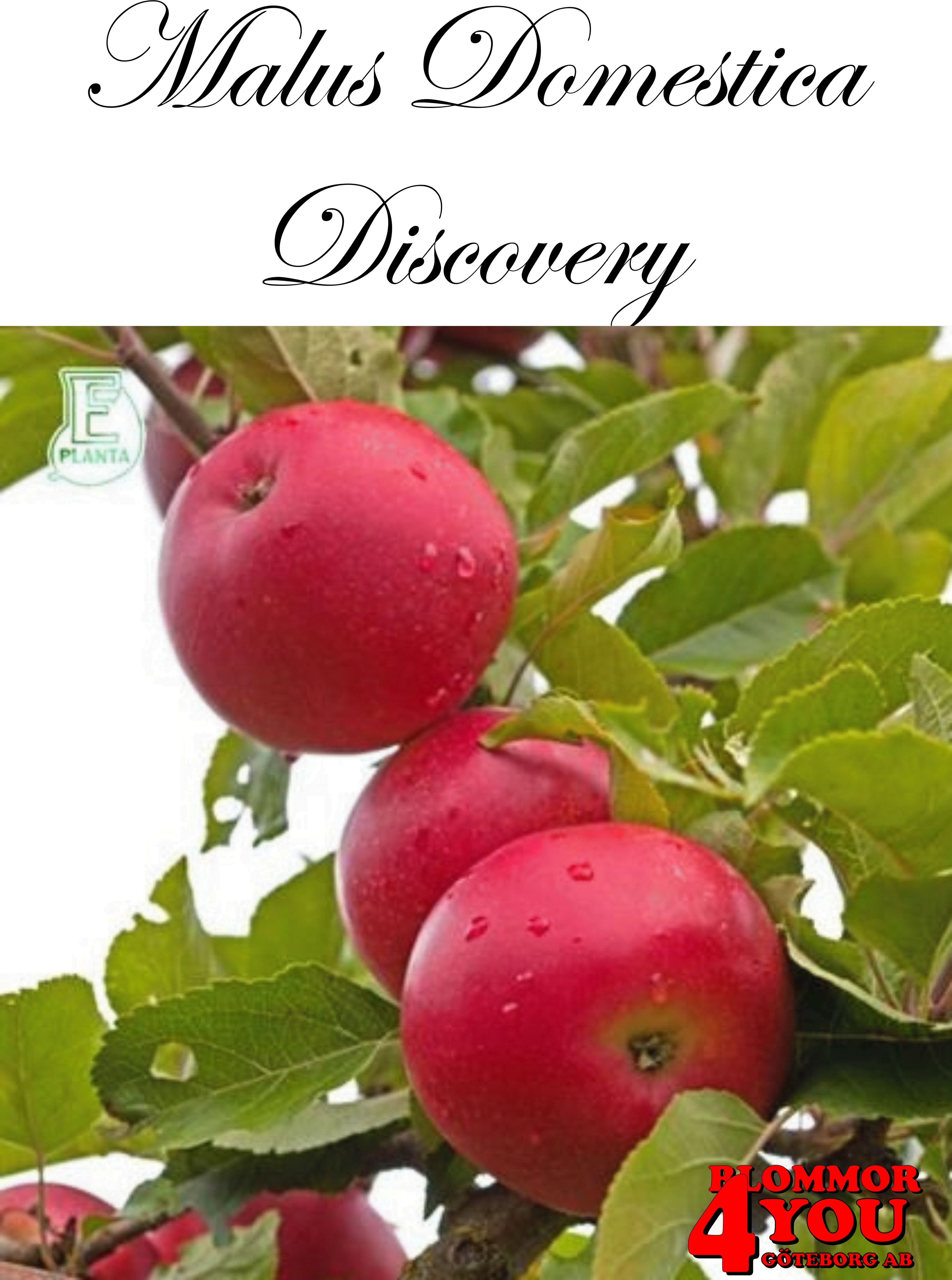 M.dom Discovery E   A2    Stam 2-års A-kv Co/Pack Co