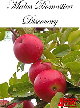 M.dom Discovery E   A2    Stam 2-års A-kv Co/Pack Co