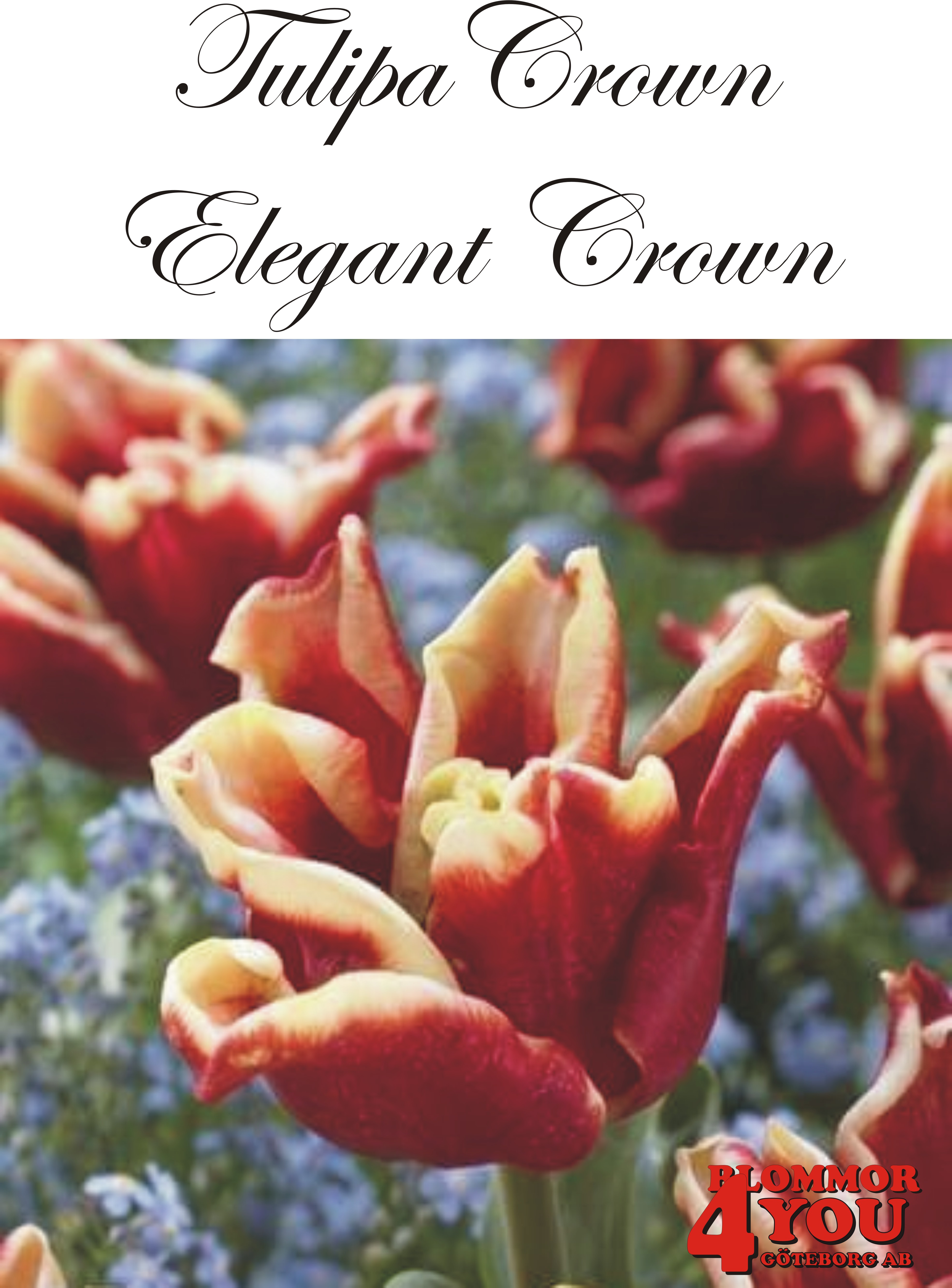 81035    ELEGANT CROWN        CROWNTULPAN