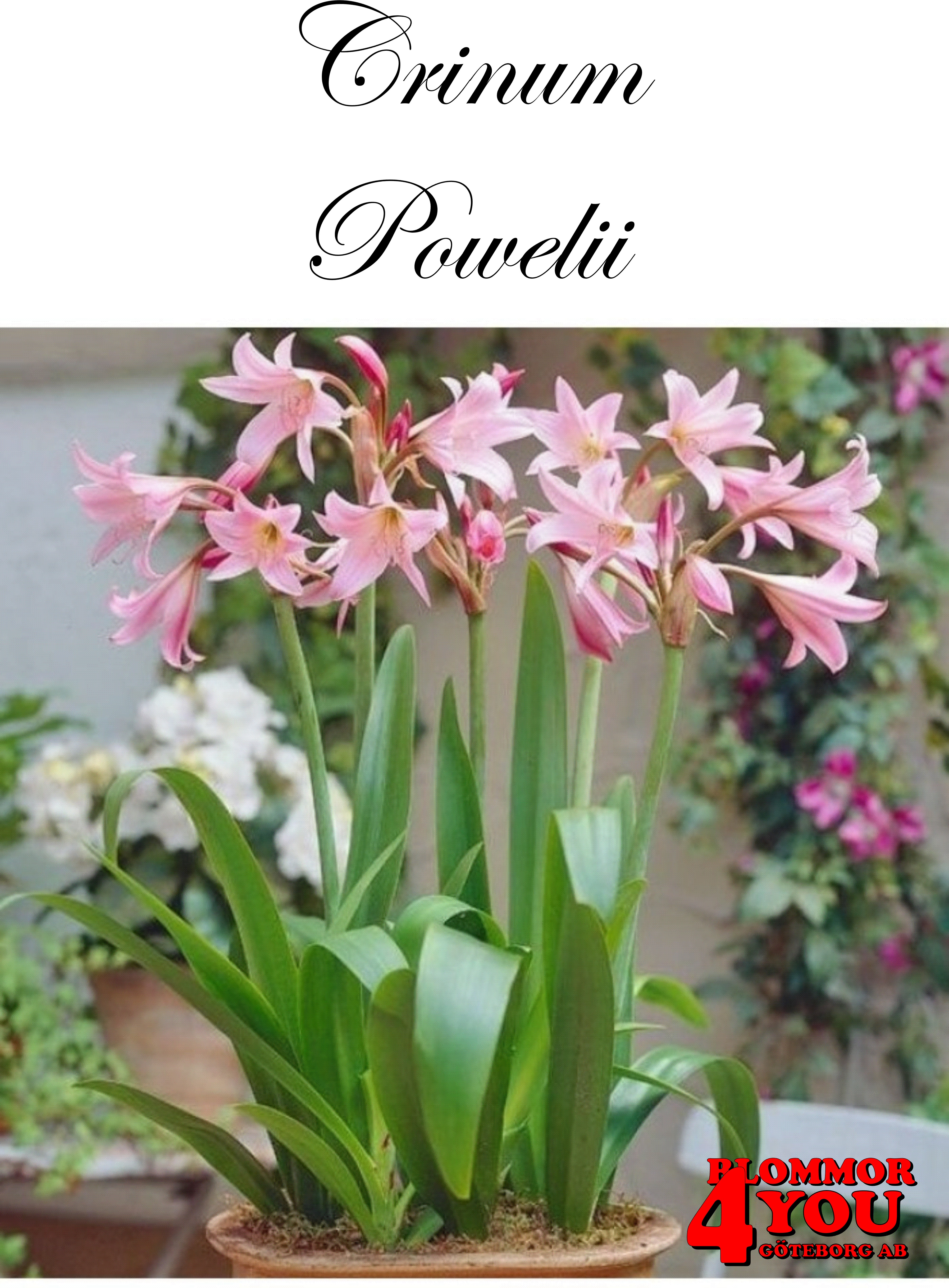 Crinum Powellii