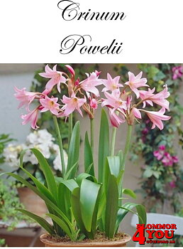 Crinum Powellii
