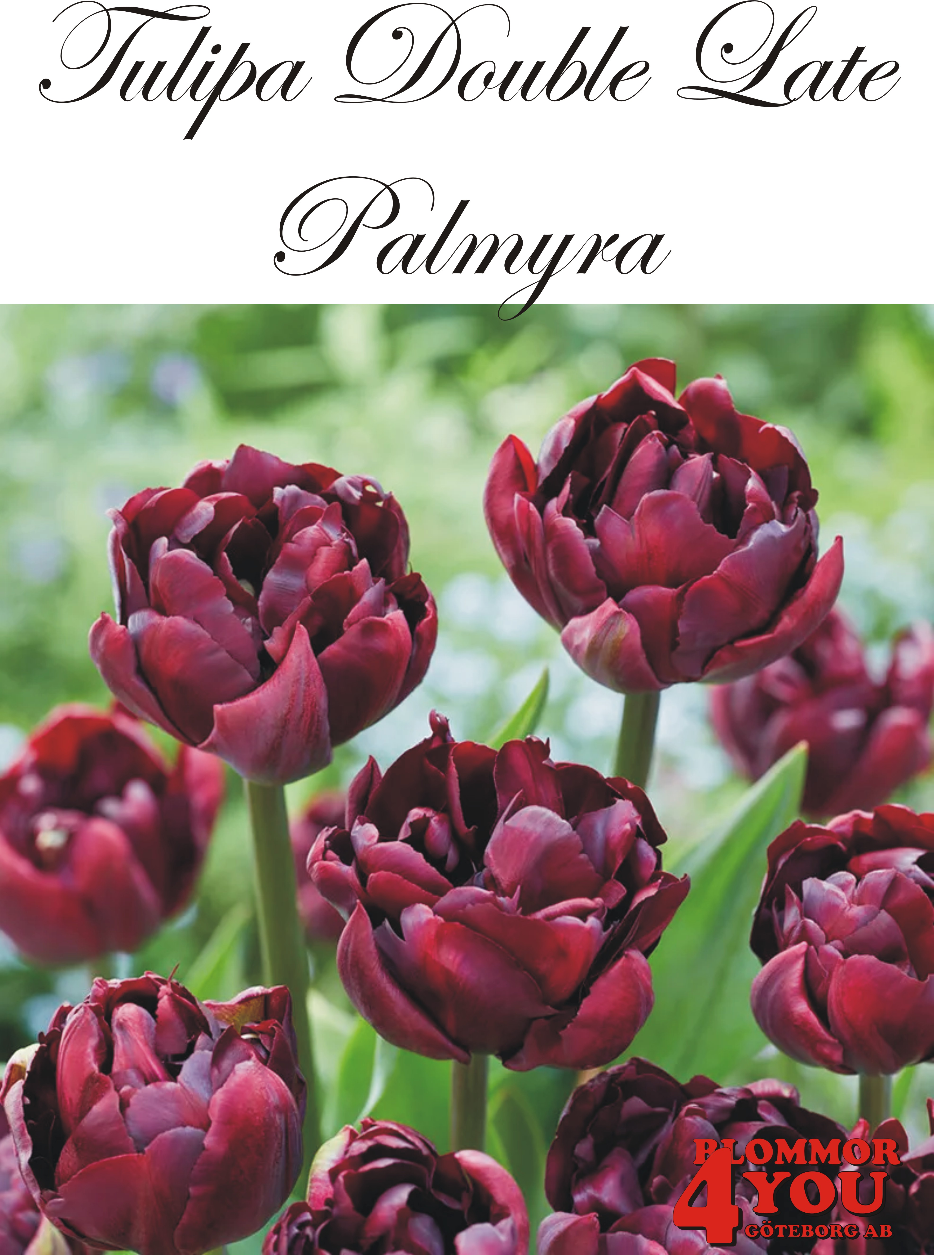 80760PALMYRA    DUBBEL SENTULPAN