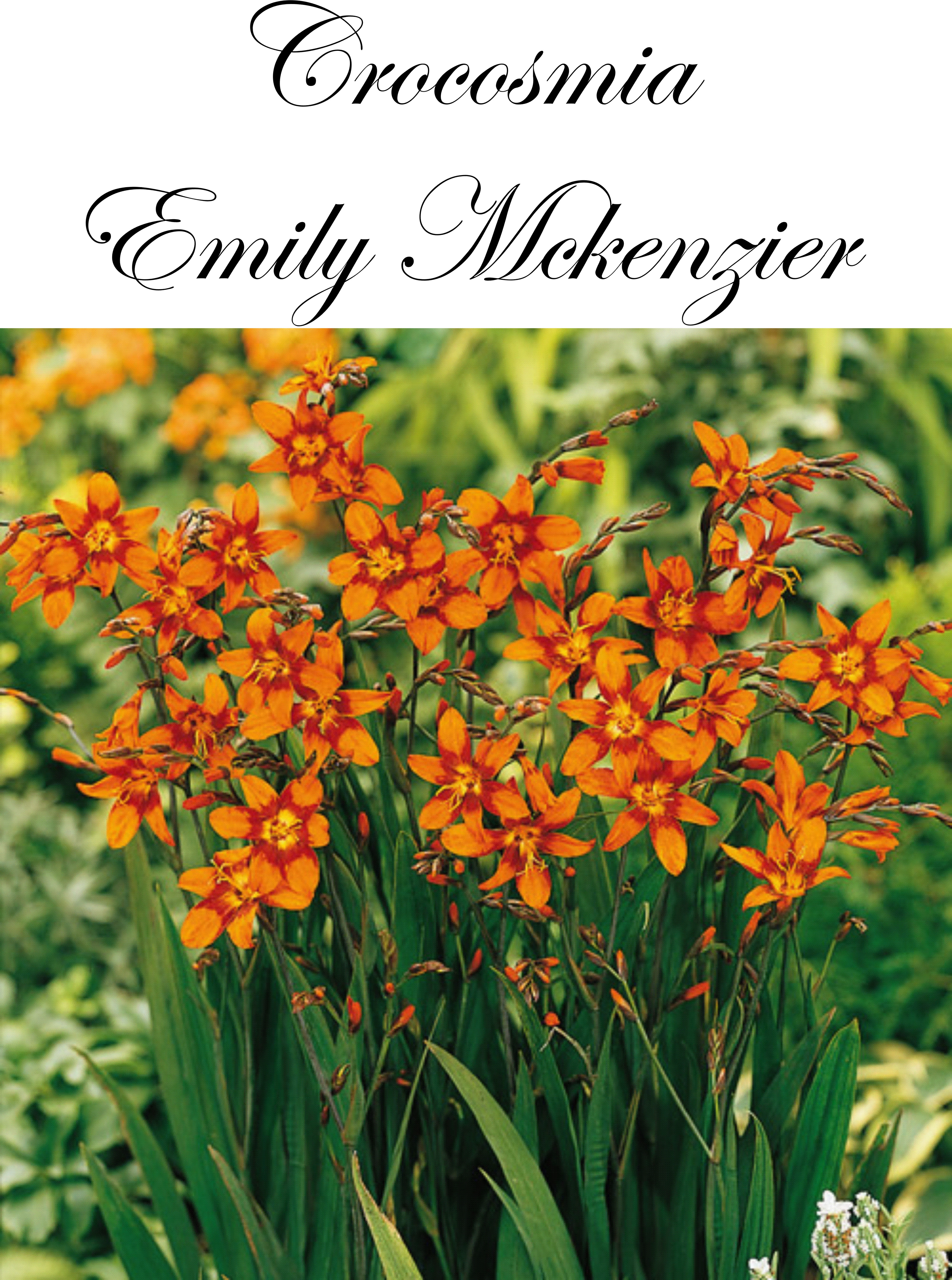 Crocosmia Emily Mckenzier  (Montbretia )