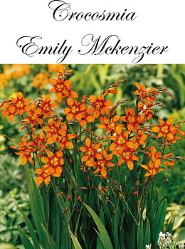 Crocosmia Emily Mckenzier  (Montbretia )