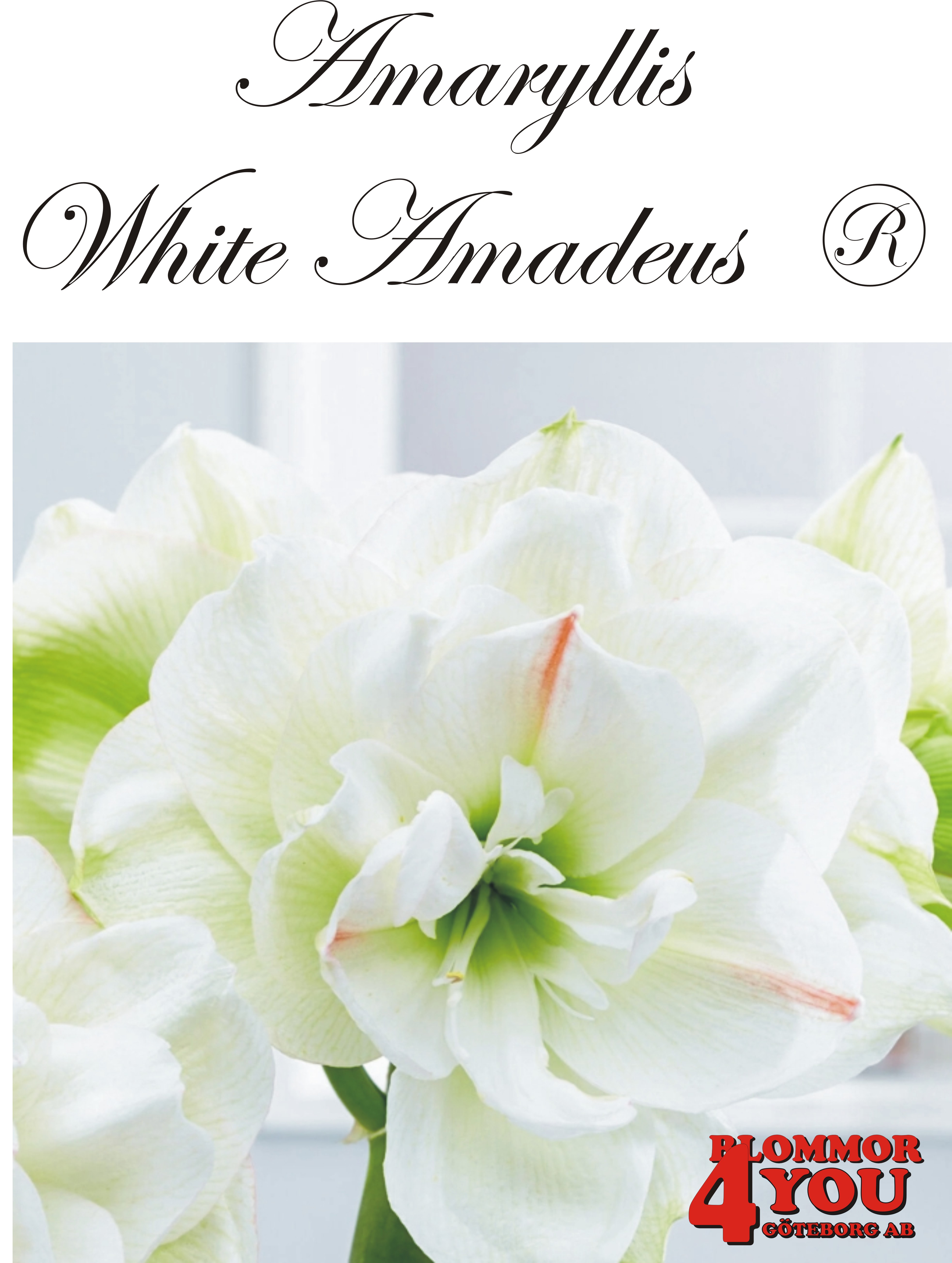Amaryllis  Jumbo White Amadeus  ®   Lökstorlek: 34/36