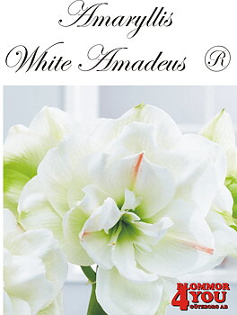 7536  Amaryllis  Jumbo White Amadeus  ®   Lökstorlek: 32/34