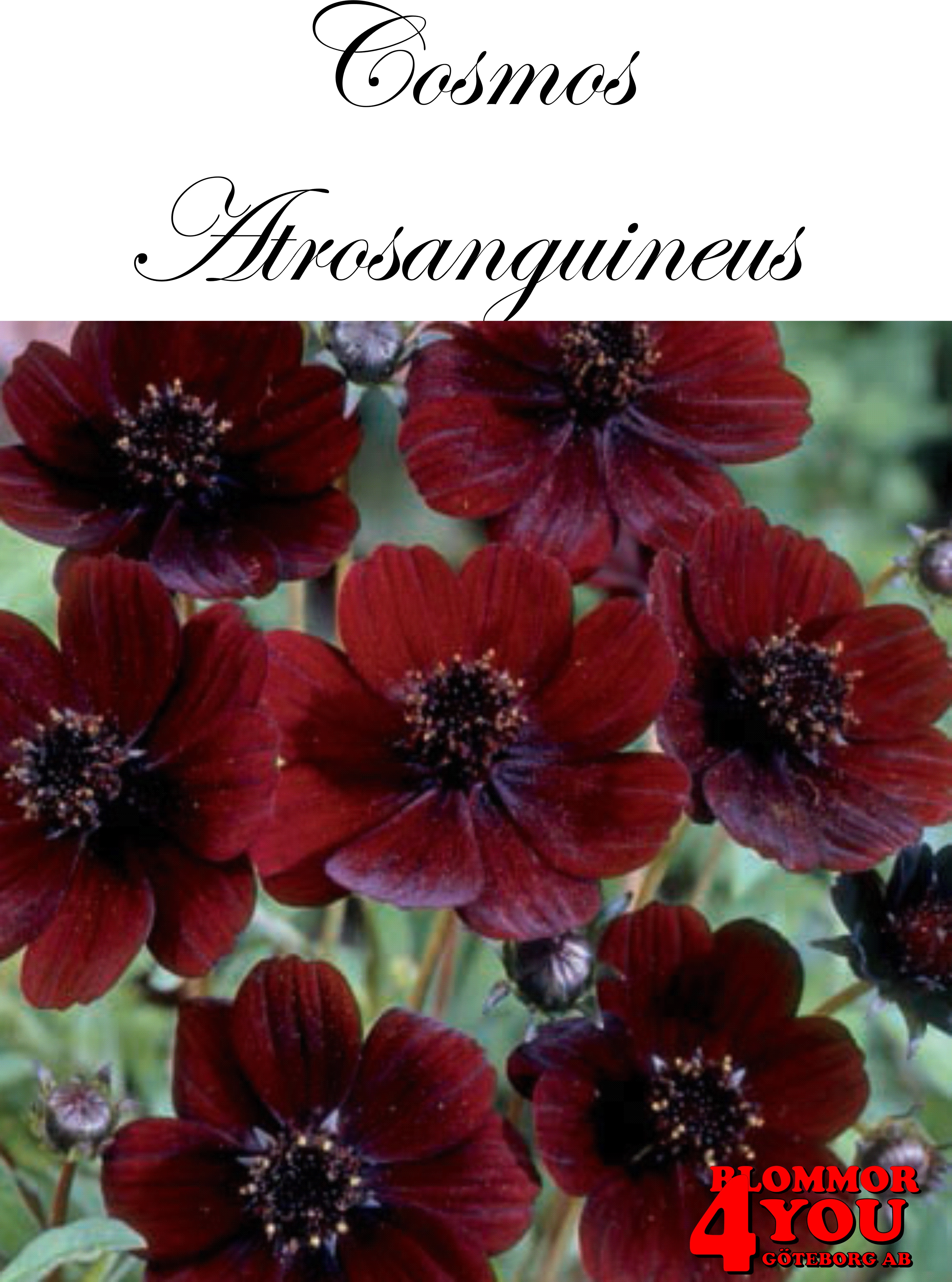 Cosmos Atrosanguineus CHOKLADBLOMMA