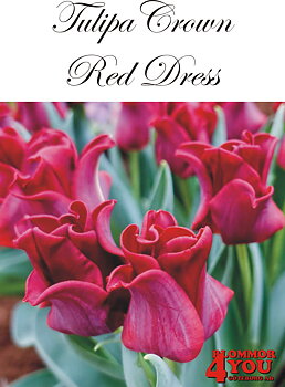 81040   RED DRESS     CROWNTULPAN