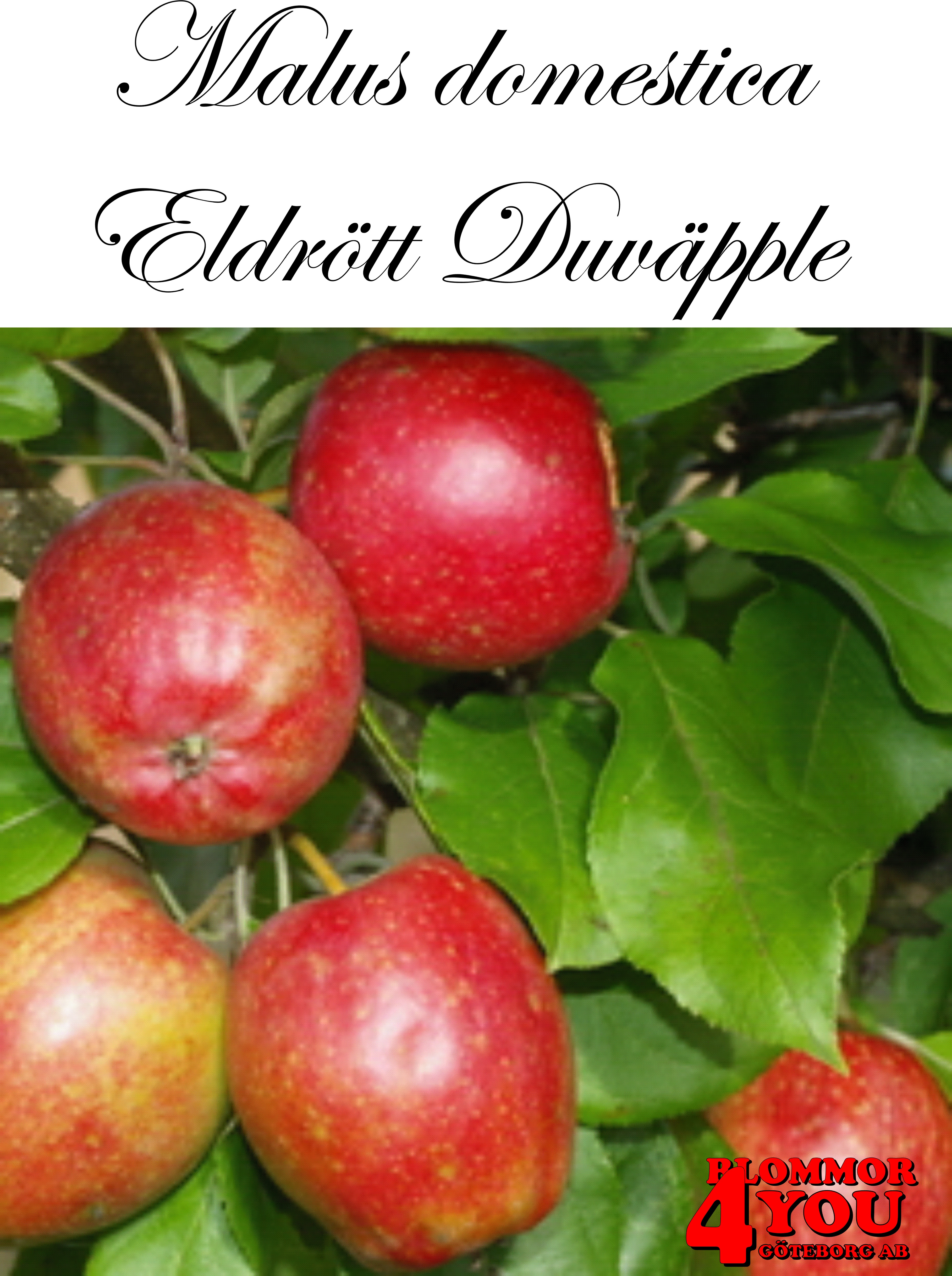 Äpple M.dom Eldrött Duväpple (CAC) A2    Stam 2-års A-kv Co/Pack Co