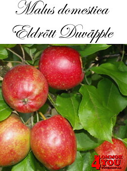 Äpple M.dom Eldrött Duväpple (CAC) A2    Stam 2-års A-kv Co/Pack Co