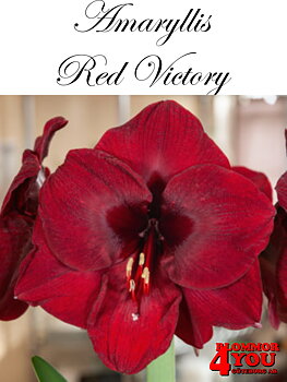 7540  Amaryllis  Red Victory   Lökstorlek: *26/28