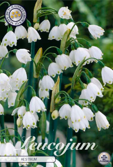 84580  LEUCOJUM  AESTIVUM
