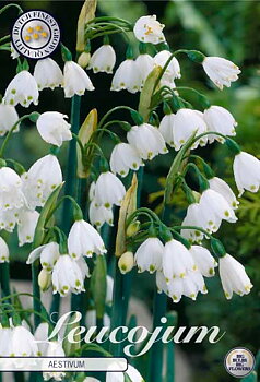 84580  LEUCOJUM  AESTIVUM