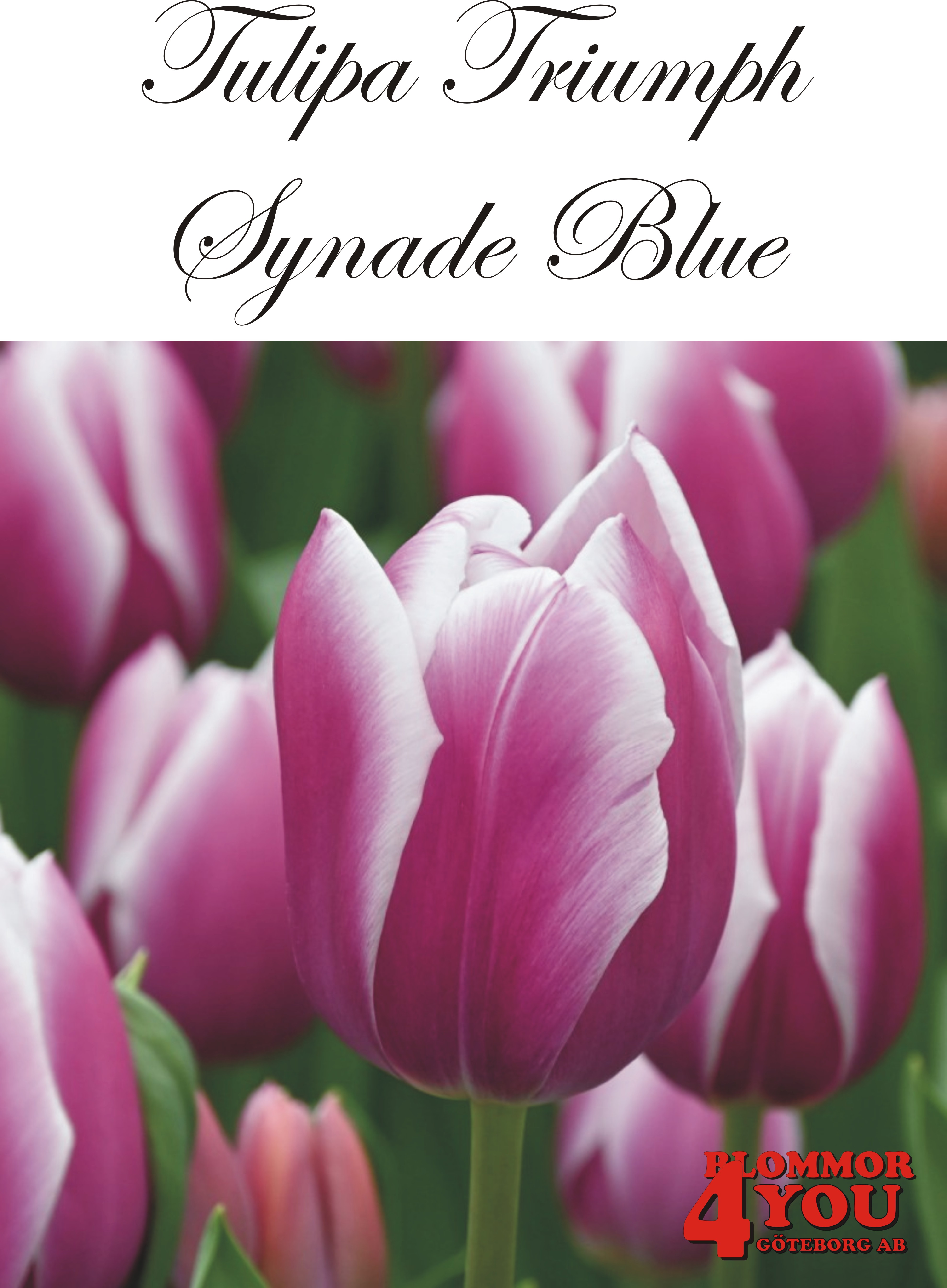 80270  SYNADE BLUE  TRIUMPHTULPAN
