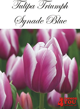 80270  SYNADE BLUE  TRIUMPHTULPAN