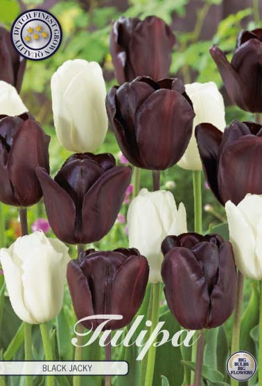 81060   BLACK JACKY        GARDENMIX TULPAN