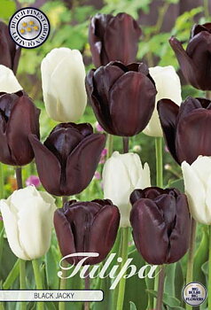 81060   BLACK JACKY        GARDENMIX TULPAN