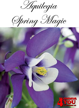 Aquilegia Spring Magic Navy and White X2  (Barrotad)