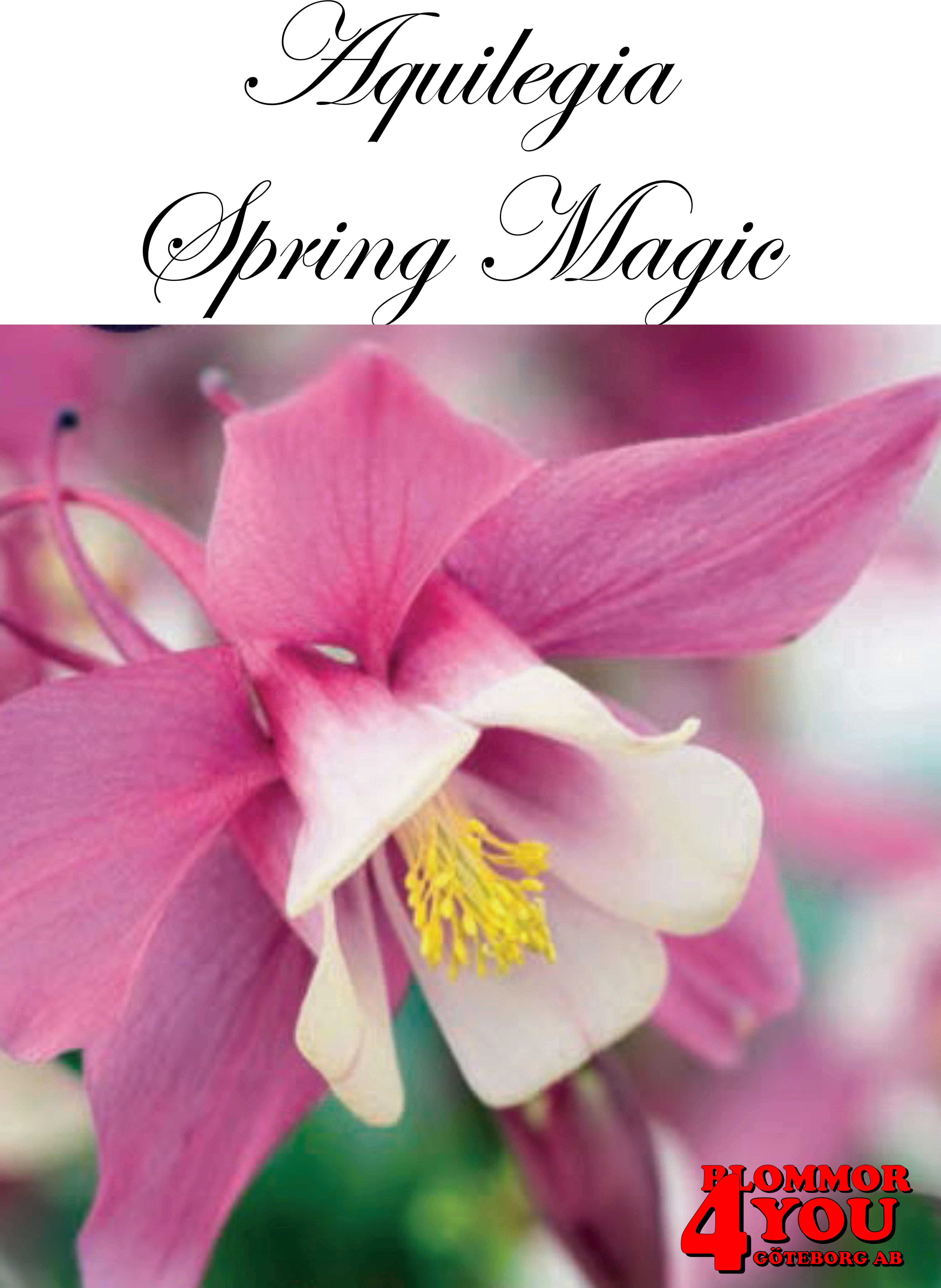 Aquilegia Spring Magic Rose Ivory X2  (Barrotad)