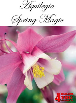 Aquilegia Spring Magic Rose Ivory X2  (Barrotad)