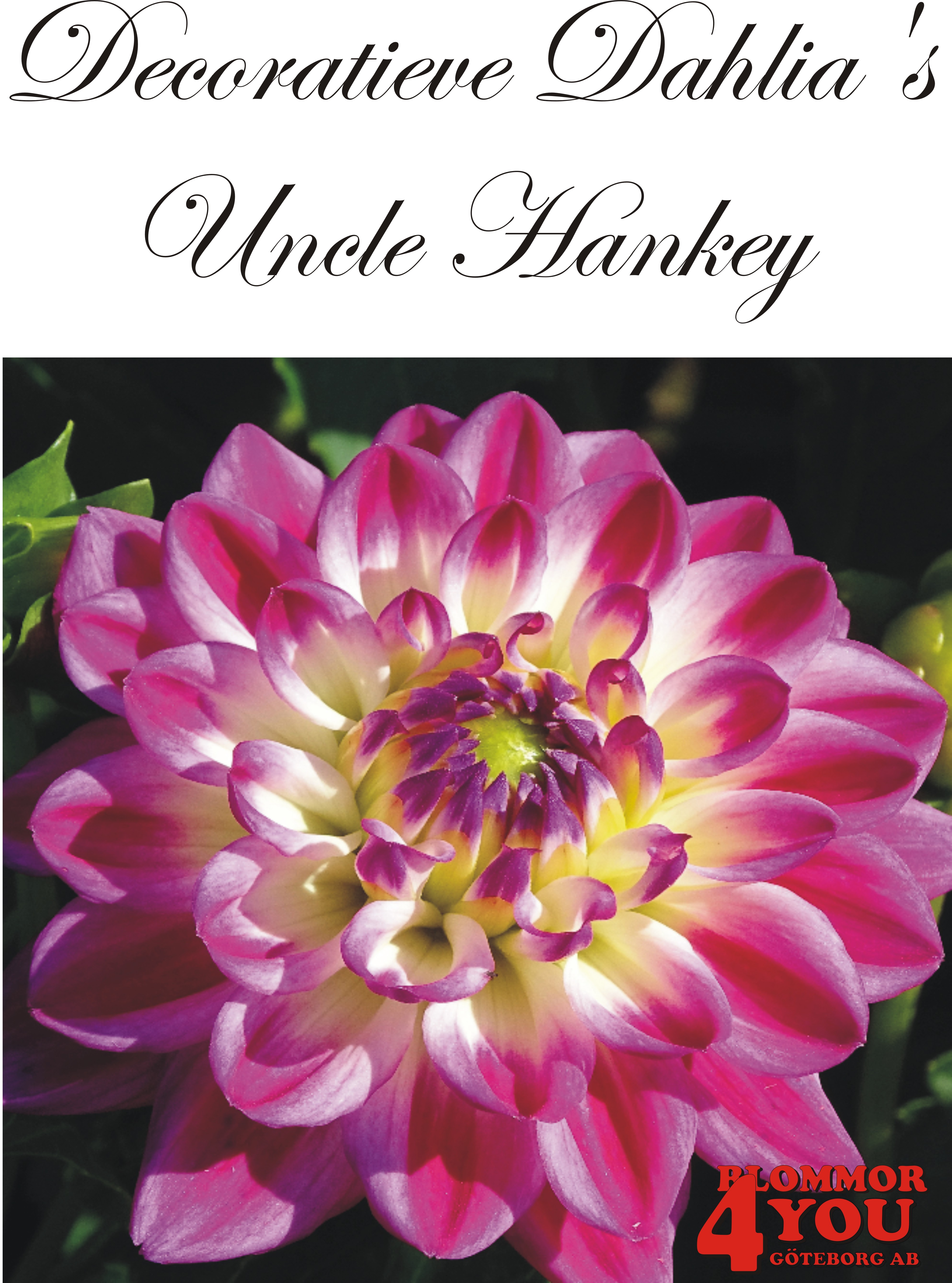 Dahlia Uncle Hankey