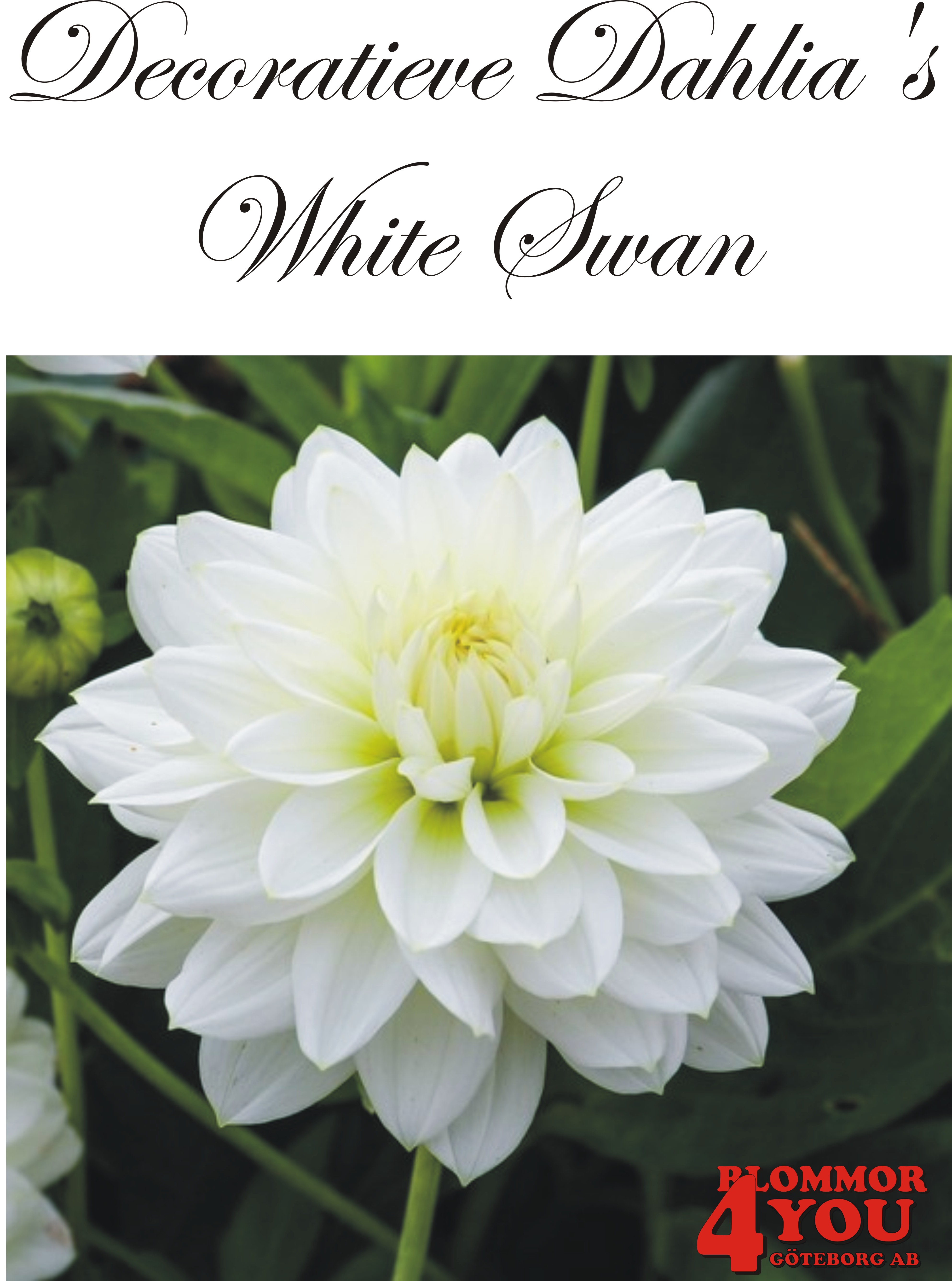 Dahlia White Swan