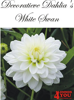 Dahlia White Swan