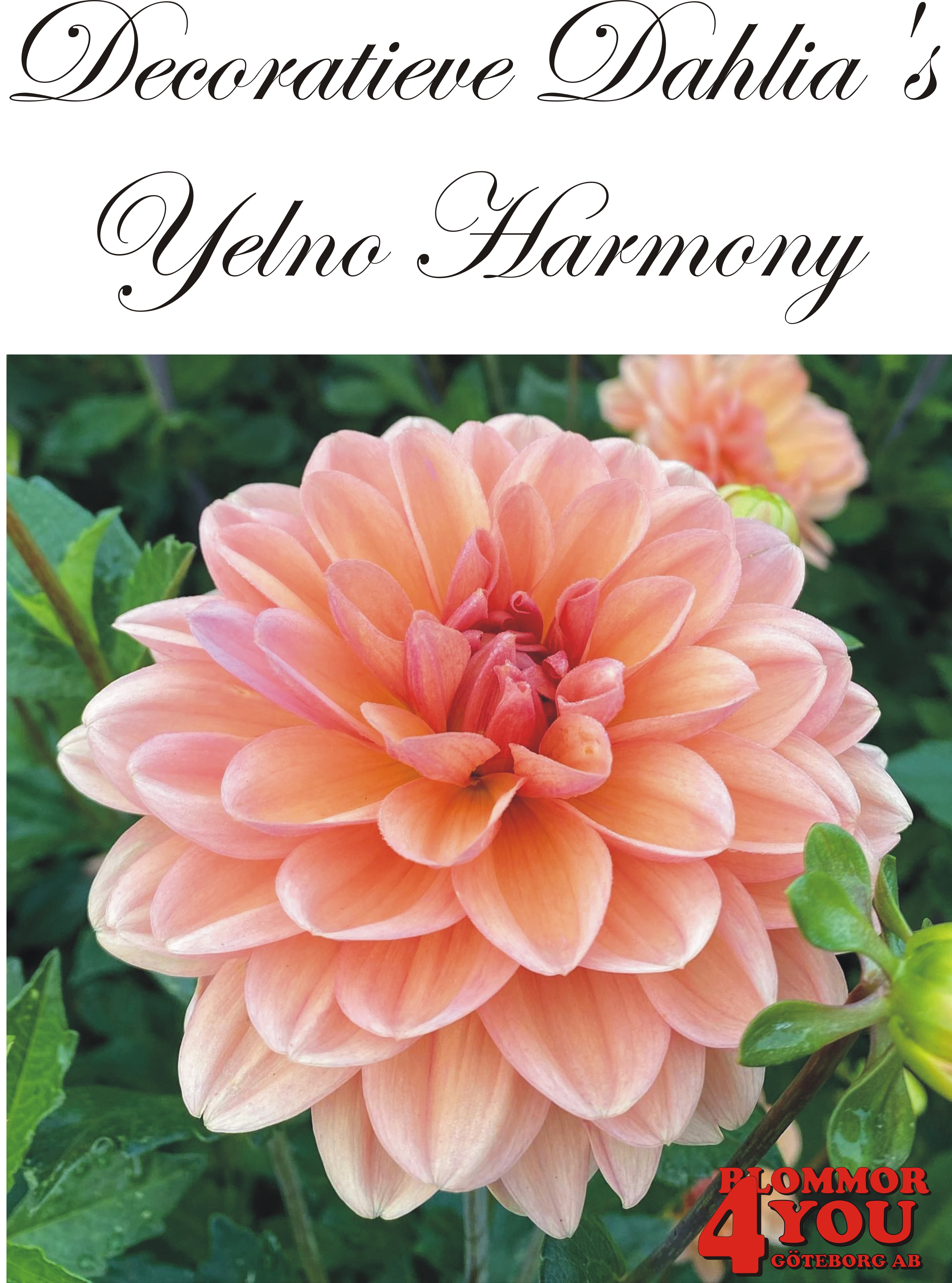 Dahlia Yelno Harmony