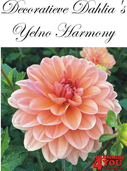 Dahlia Yelno Harmony