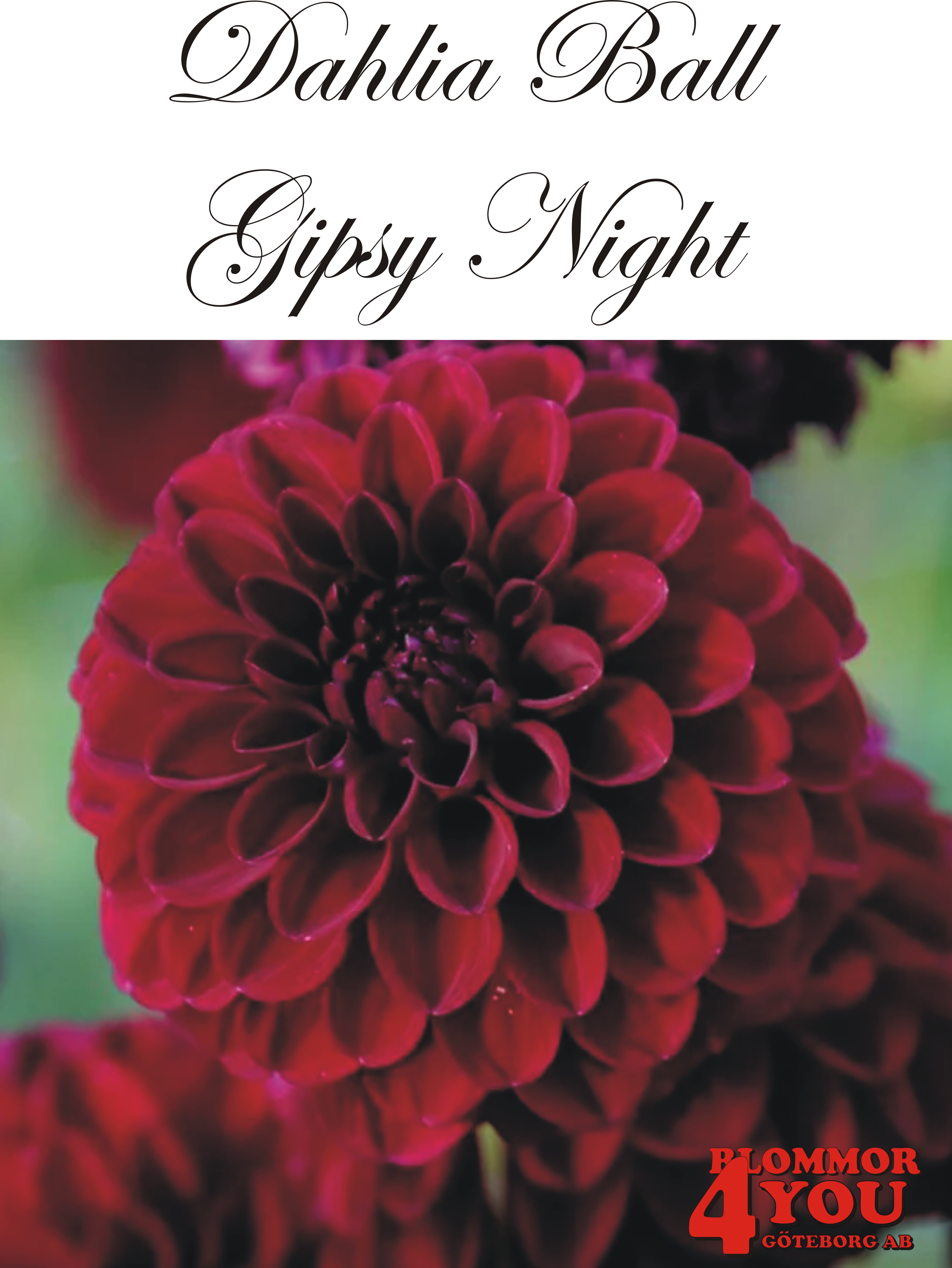Dahlia  Gipsy Night
