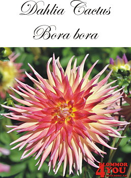 Dahlia Bora bora