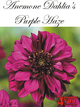 Dahlia      Purple Haze