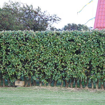 Sorbus intermedia     Häck 1/2 50-80   cm