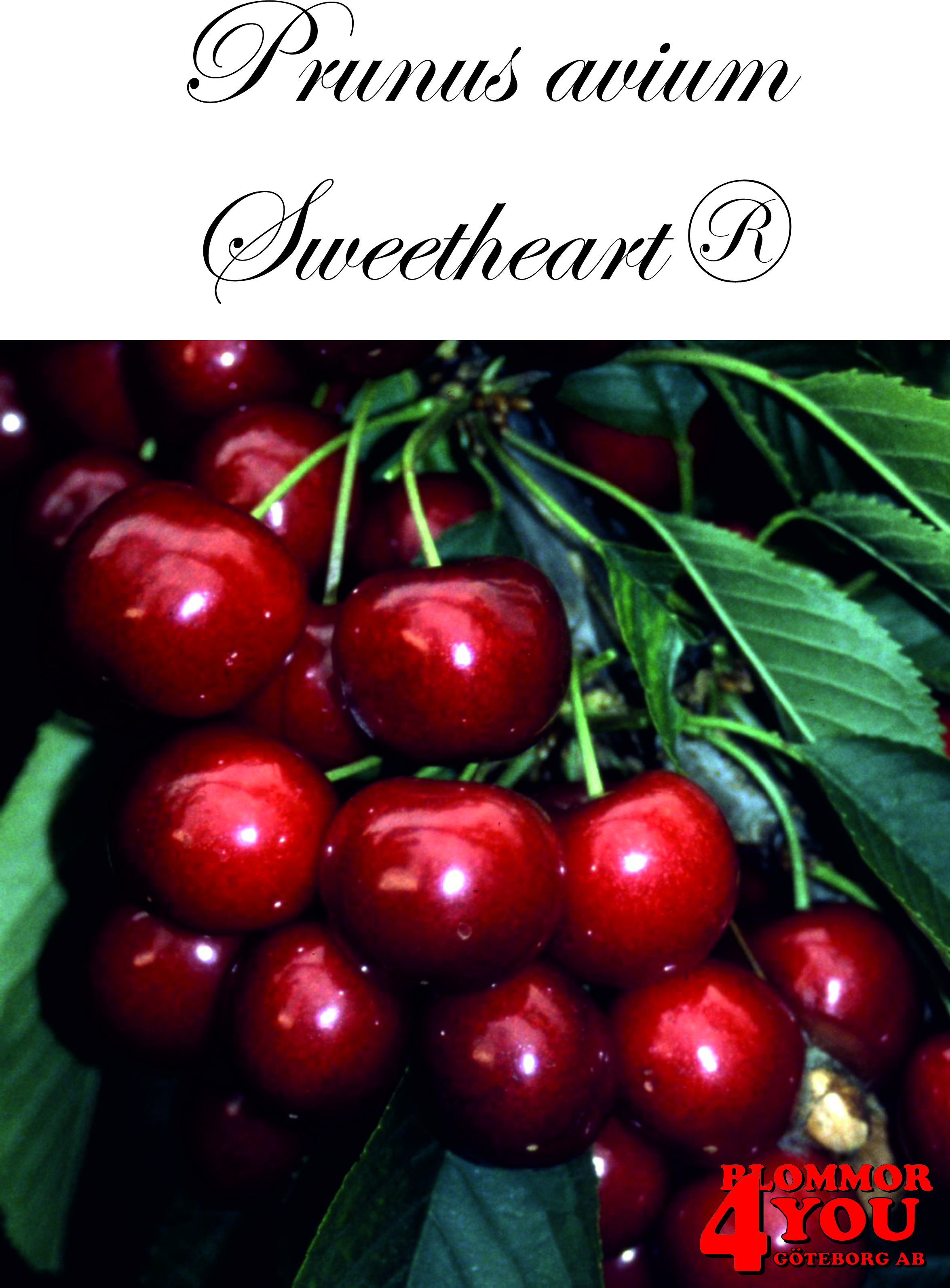 Sötkörsbär  P.avi Sweetheart®   (CAC) P.Co   Stam 2-års A-kv Co.       (Självfertil)