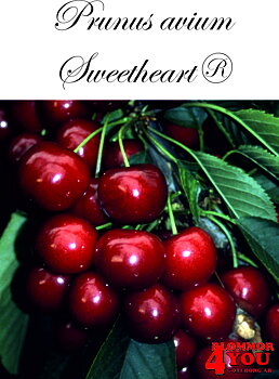 Sötkörsbär  P.avi Sweetheart®   (CAC) P.Co   Stam 2-års A-kv Co.       (Självfertil)