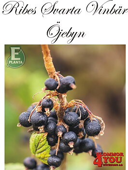 Ribes nigrum  (Svarta vinbär)    ÖJEBYN     (cert) E   Stam Co  C5
