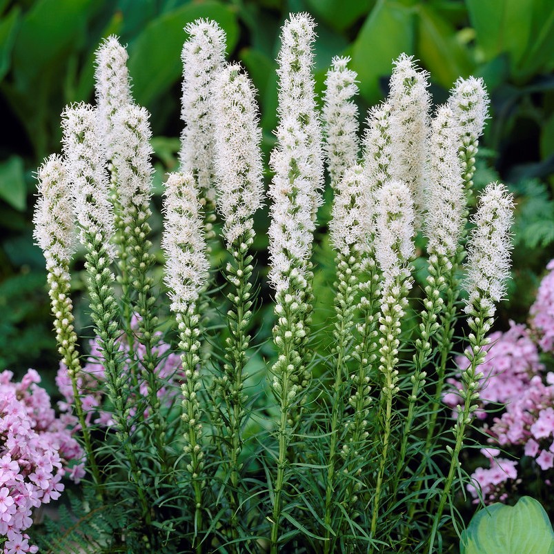 5888  Liatris spicata Alba  1 L  I  Svenskt namn  :Rosenstav  I  Krukstorlek   : SQ1  I  Förväntad Höjd  :  60 cm  I  Blomningstid :  juli-aug