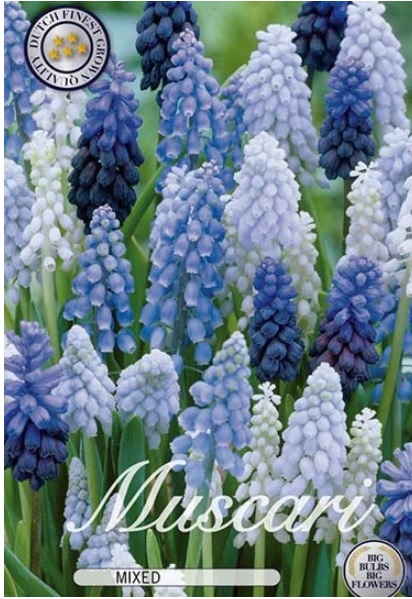 10145  MUSCARI   MIXADE  Antal lökar   30.St  Storlek  8/9