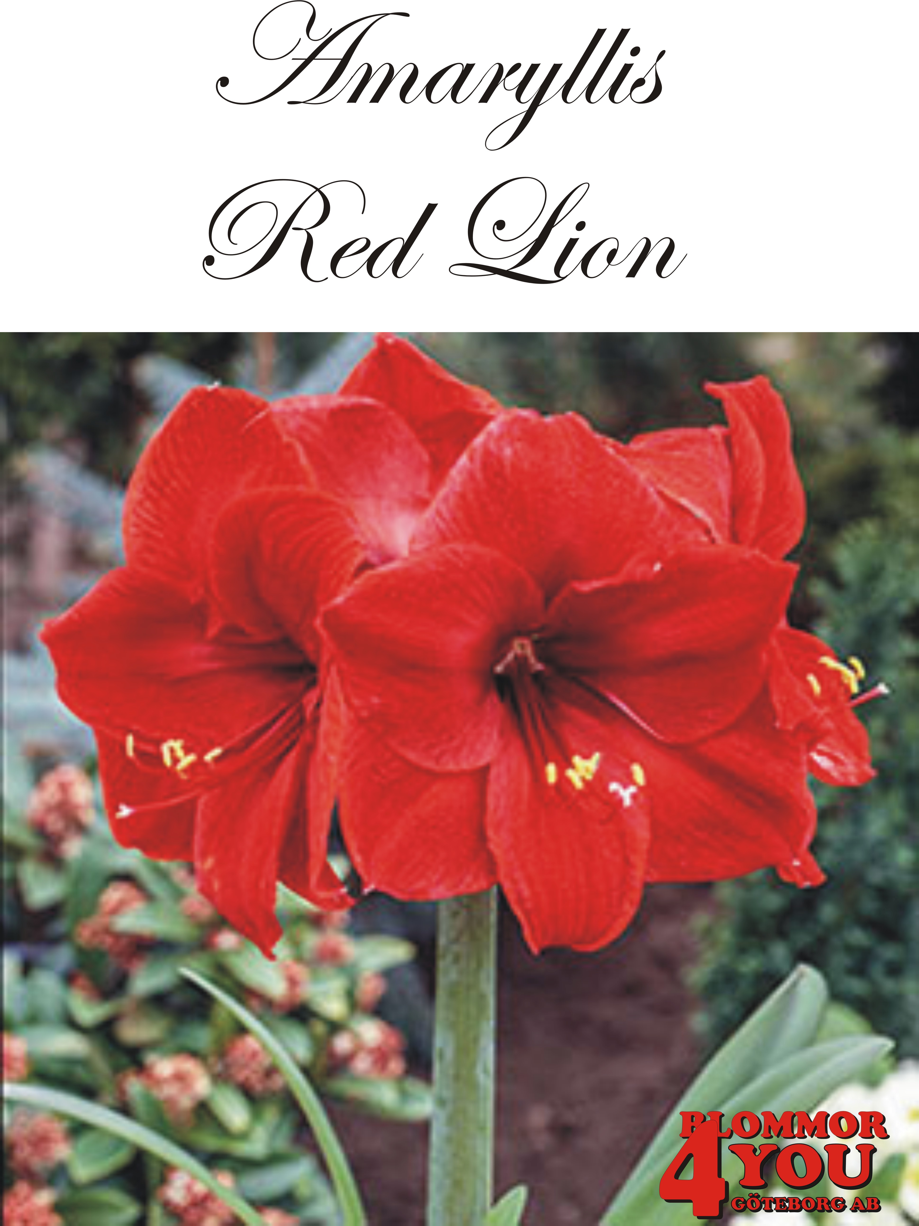 Amaryllis Superjumbo Red Lion  Lökstorlek: 40/+