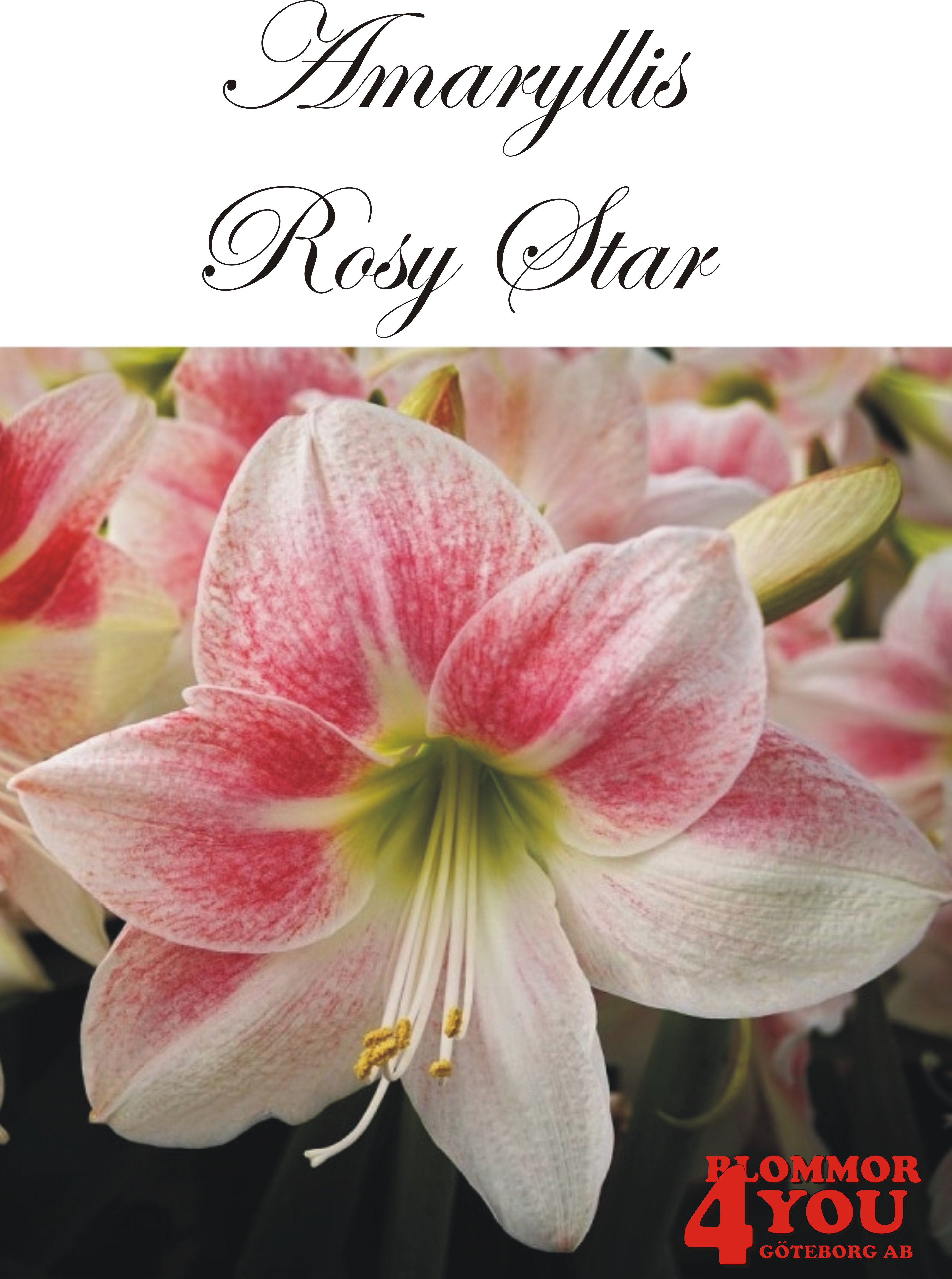 Amaryllis  Jumbo Rosy Star  Lökstorlek: 34/36
