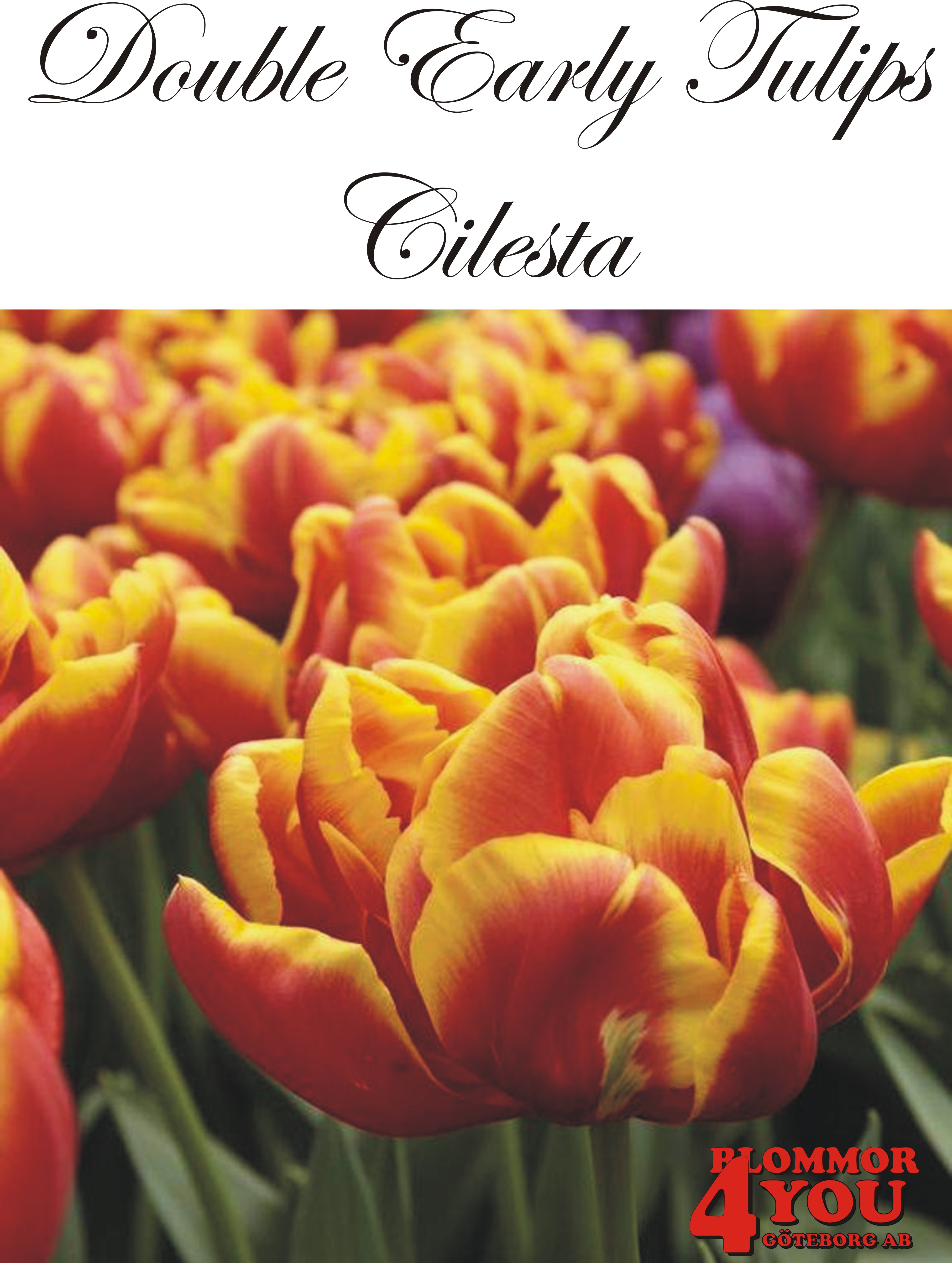 80005  CILESTA  DUBBEL TIDIG TULPAN