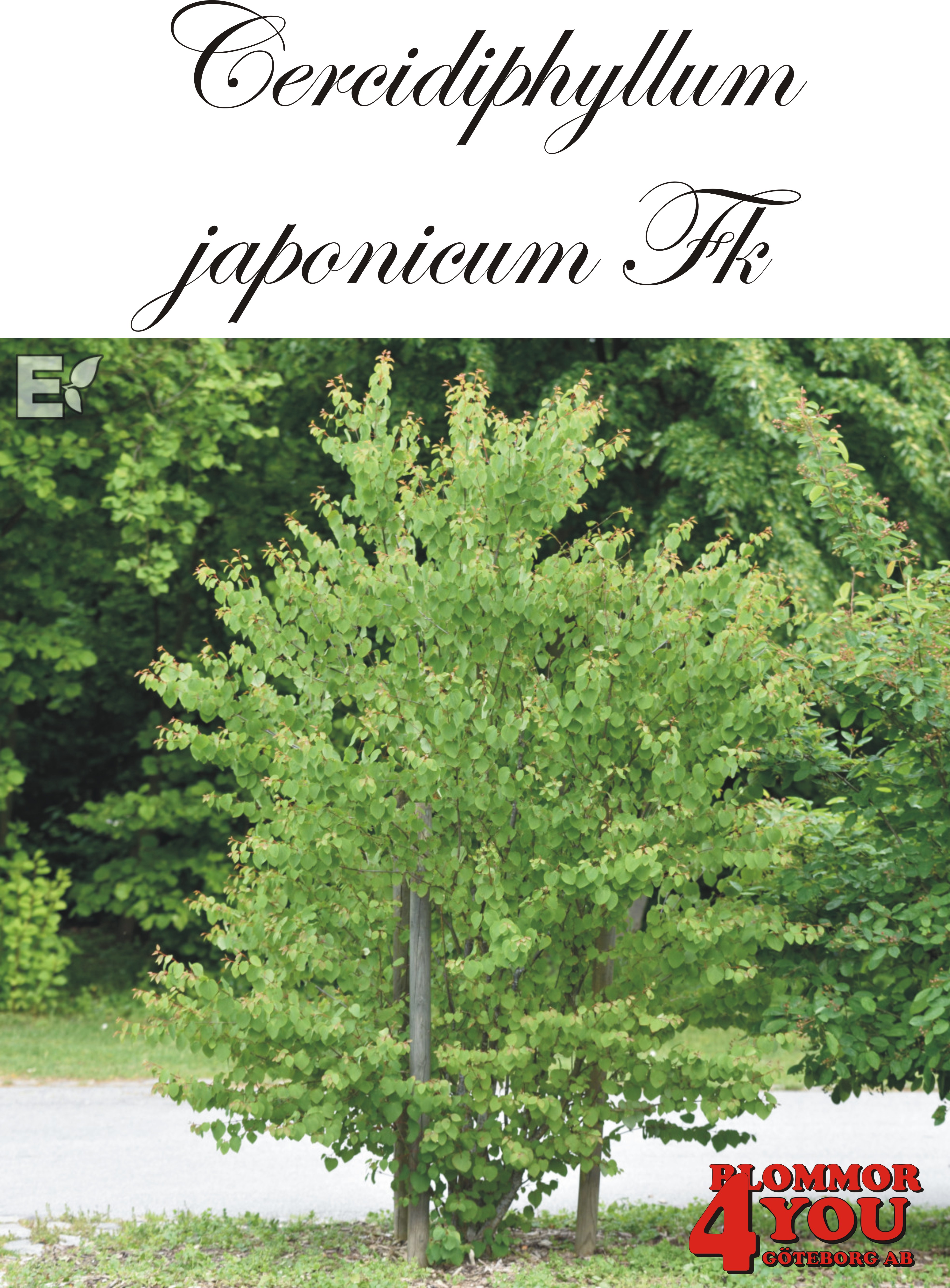 Cercidiphyllum japonicum Fk Göteborg E Utr 150-200 Co
