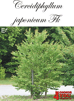 Cercidiphyllum japonicum Fk Göteborg E Utr 150-200 Co