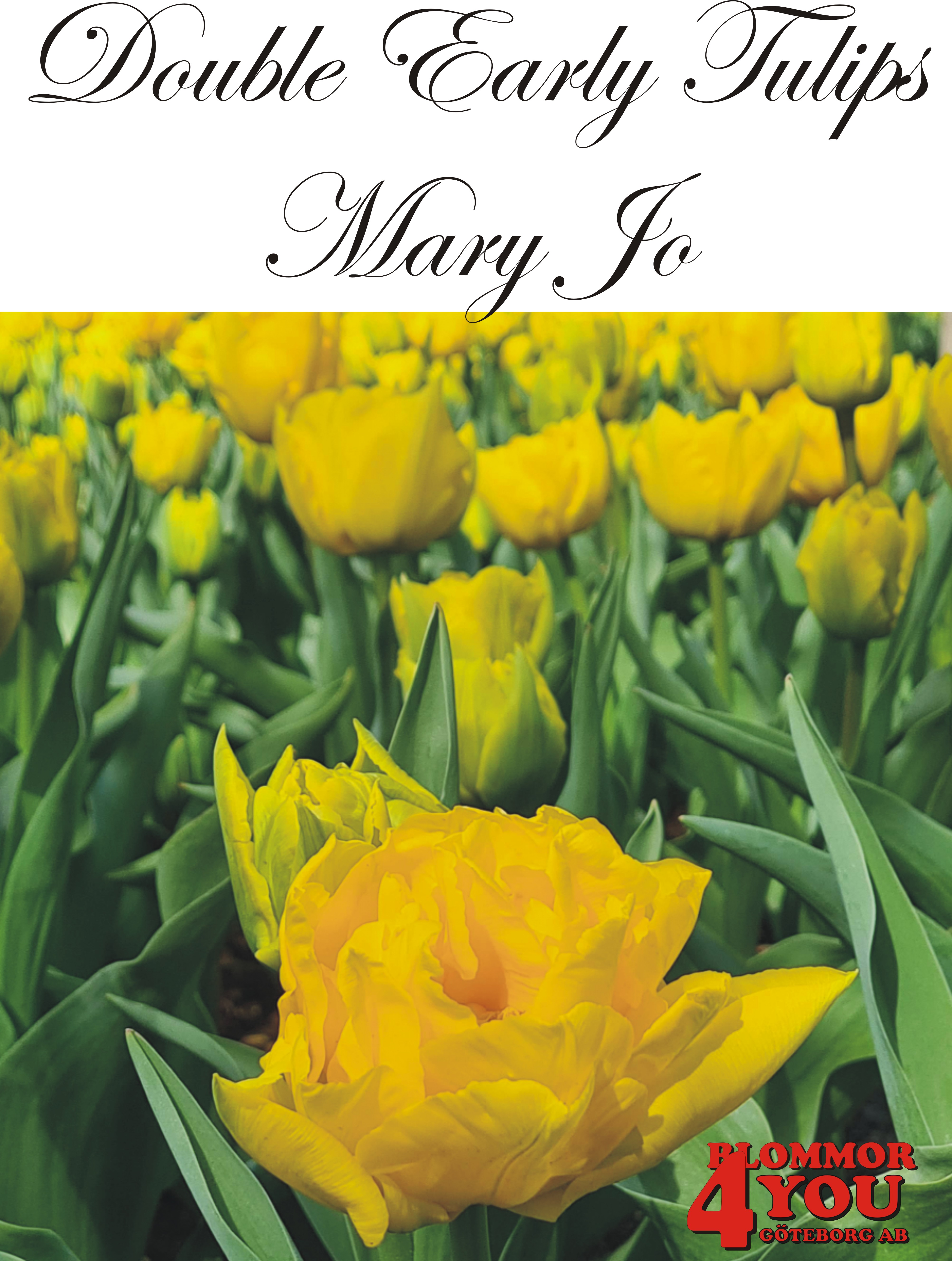 80025  MARY JO    DUBBEL TIDIG TULPAN