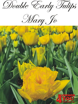 80025  MARY JO    DUBBEL TIDIG TULPAN