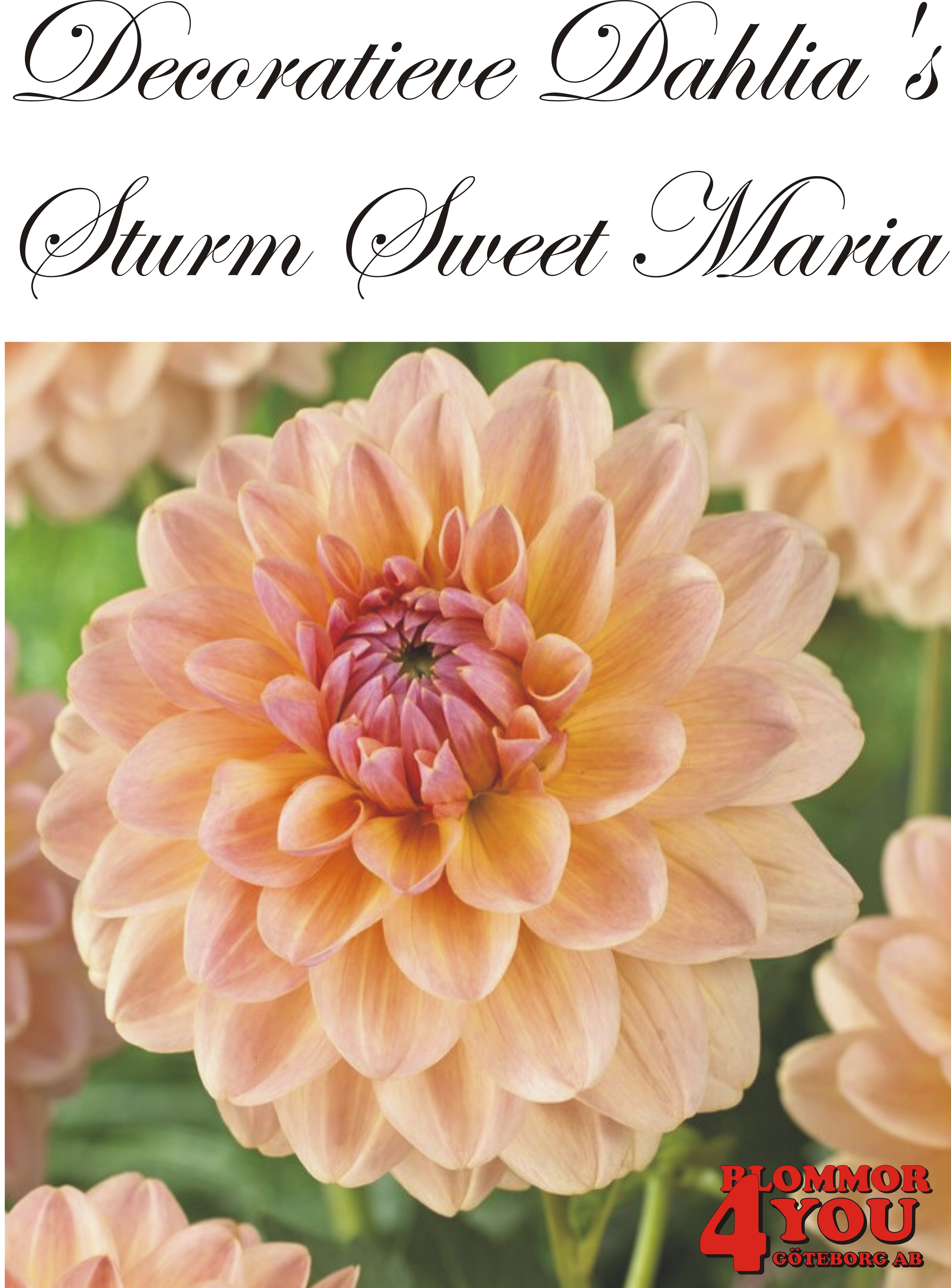 Dahlia Sturm Sweet Maria