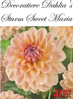 Dahlia Sturm Sweet Maria