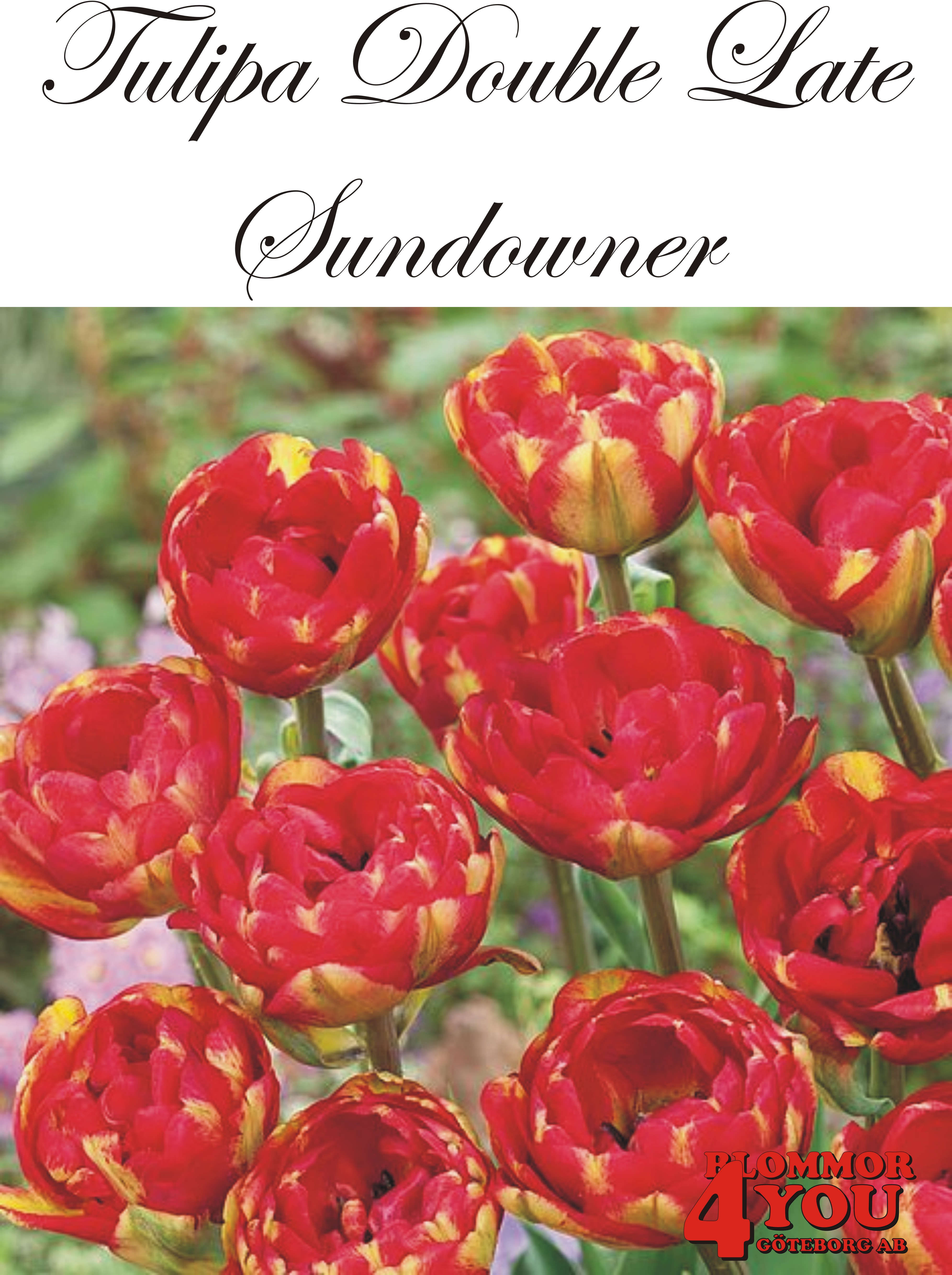 80775  SUNDOWNER      DUBBEL SENTULPAN