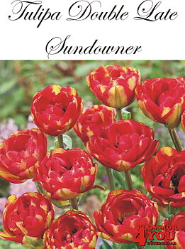 80775  SUNDOWNER      DUBBEL SENTULPAN